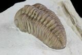 Detailed, Long Kainops Trilobite - Oklahoma #94649-4